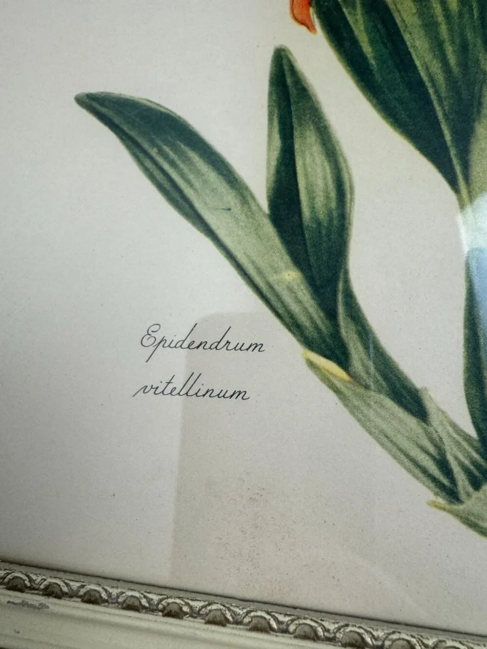 Vintage Miss S.A.Drake Epidendrum Vitellinum Flower Framed Botanical Watercolour